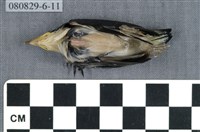 藏品(綠繡眼)的圖片